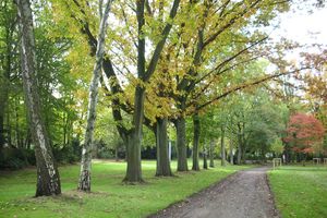 Alter Friedhof in Brassert