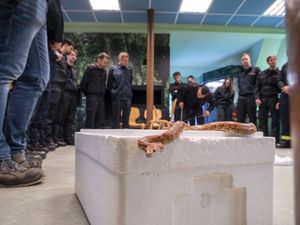 Eine Kornnatter schlängelt sich beim Lehrgang der Brandmeisteranwärterinnen und -wärter durch den Raum. Foto: Stadt Marl / Pressestelle
