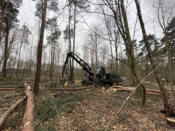 Die vom ZBH beauftragte Fachfirma setzt einen Holzvollernter, Harvester genannt, ein. Foto: ZBH / Stadt Marl